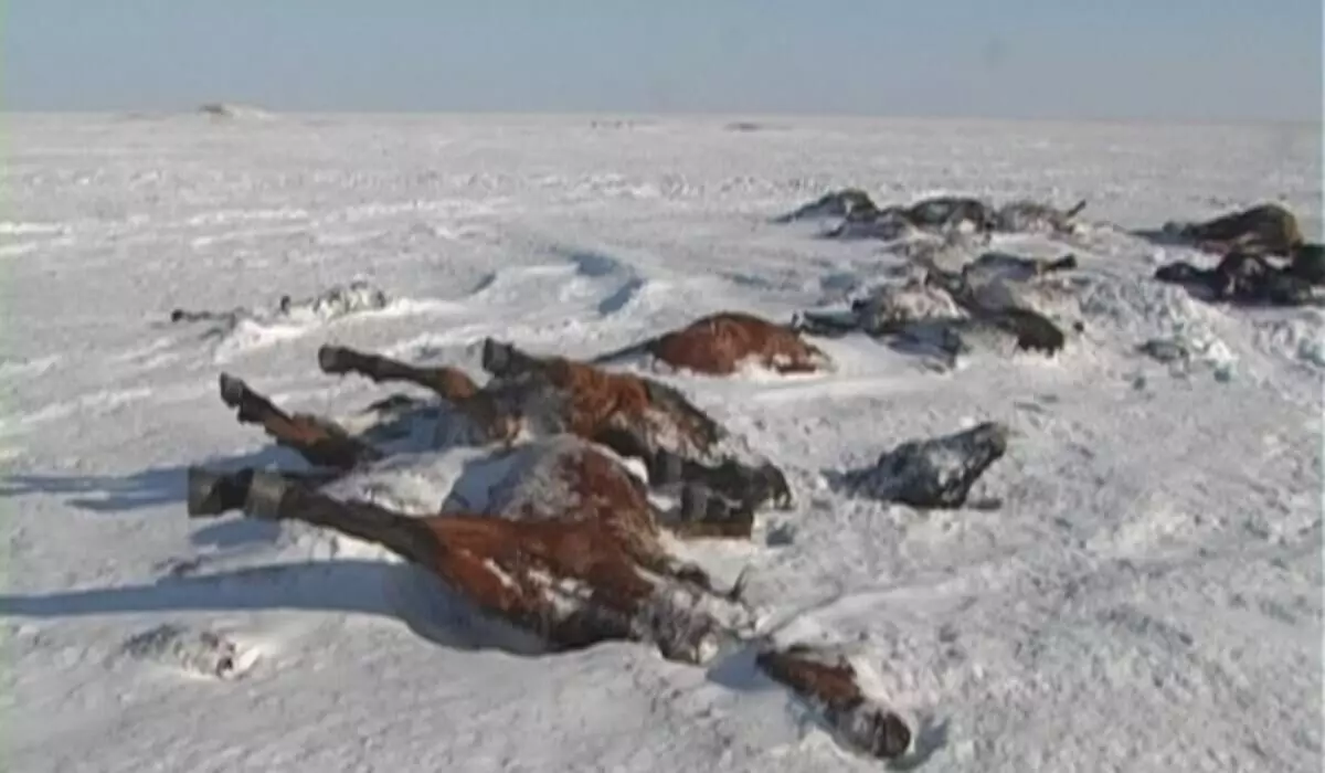 Скот гибнет, пастбища покрыты льдом: животноводы обратились к депутатам от AMANAT