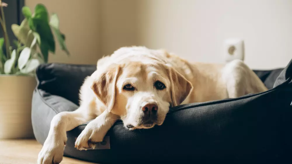 Таблетка от старения для пожилых собак: идут клинические испытания
