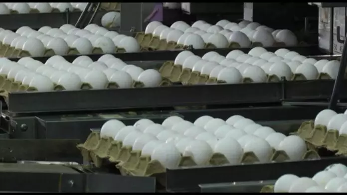 В Казахстане заморозят цены на яйца