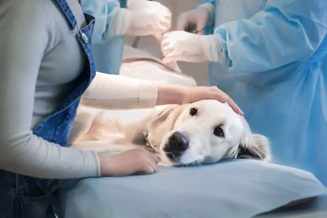 Собака за 2000 евро погибла после укола ветеринара в ЗКО