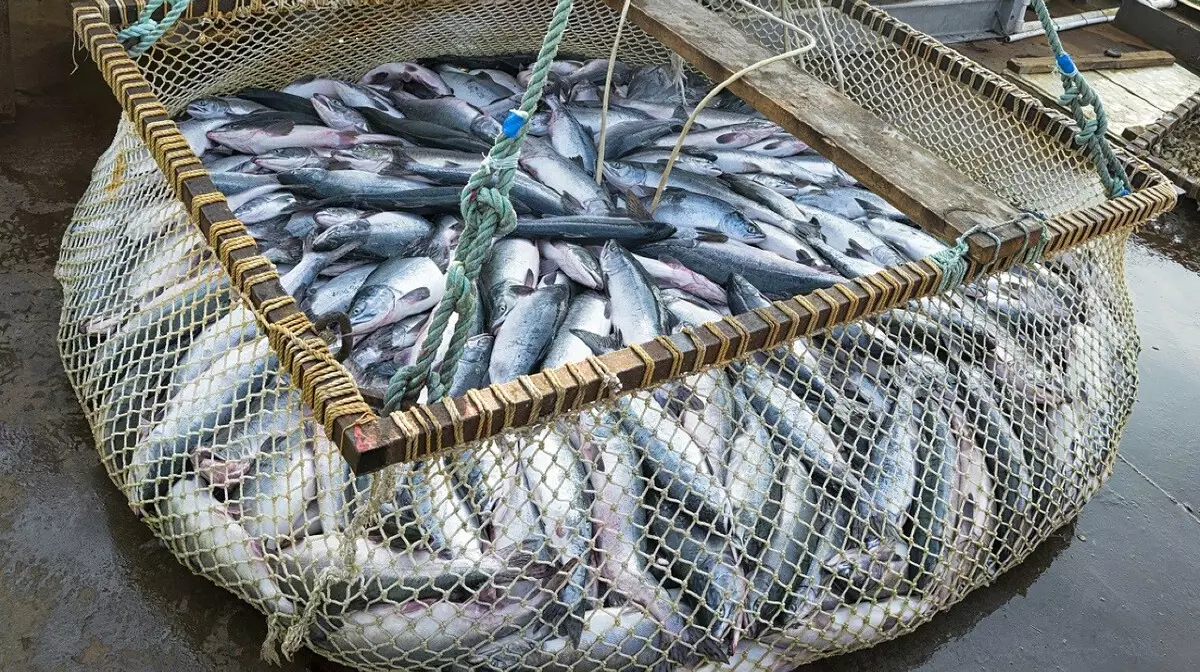 В Алматинской области браконьеры вылавливали рыбу в производственных масштабах