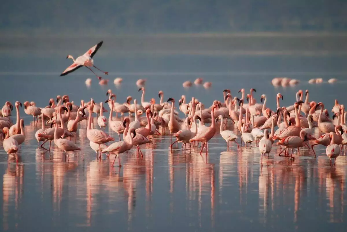 Розовые фламинго вернулись в Мангистау (ВИДЕО)