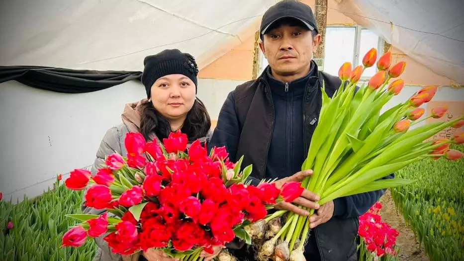 Казахстанец вырастил 30 тысяч тюльпанов к 8 марта