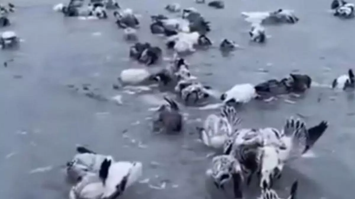 Птицы замерзают заживо от мороза на западе Китая