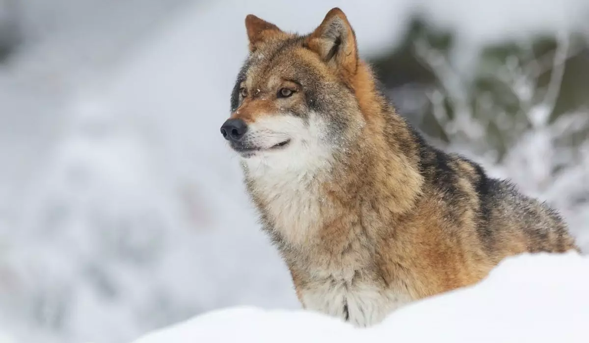 Волки появились близ Павлодара