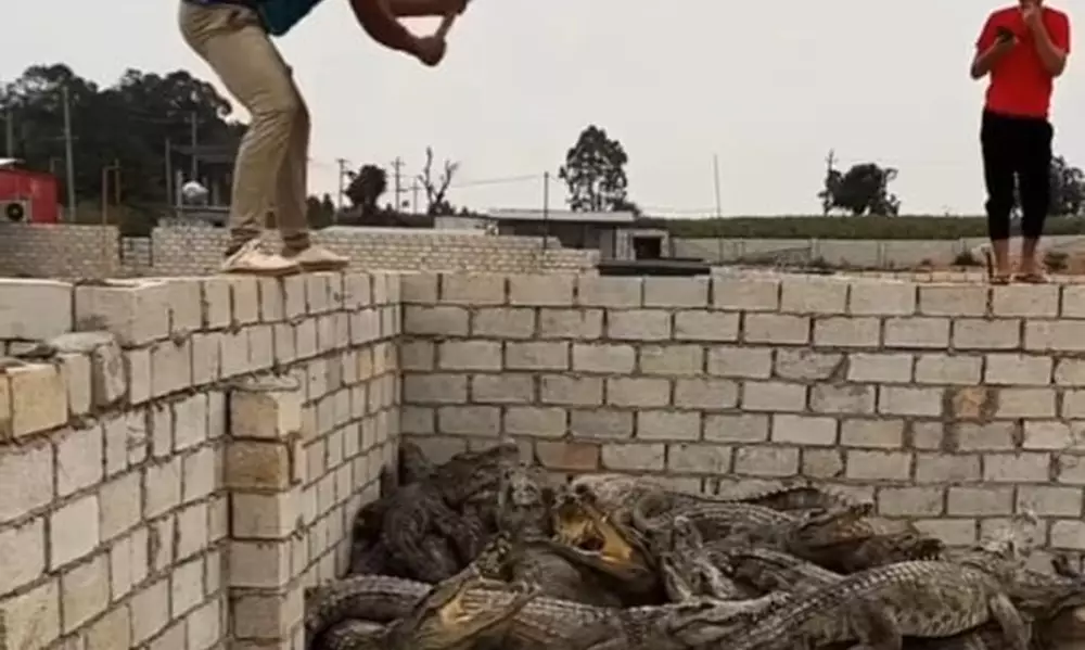 Видео с крокодилами снято не в поселке Акшукур  Мангистауской области
