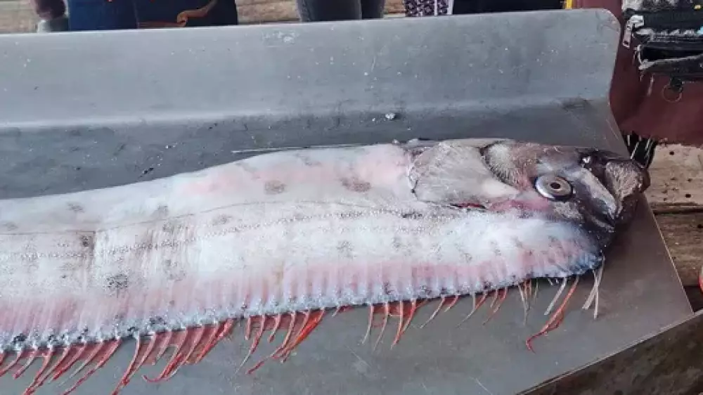 У берегов Таиланда поймали редкую глубоководную рыбу, которую называют "предвестницей катастроф"