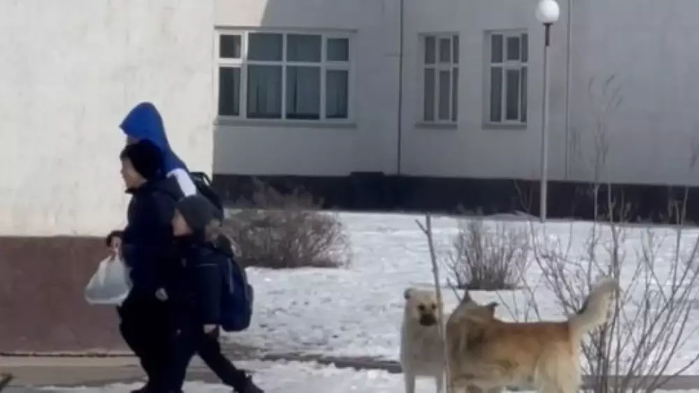Жители села в Алматинской области пожаловались на стаи бездомных собак