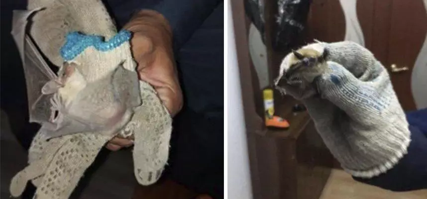 Летучих мышей обнаружили в детском саду Атырау