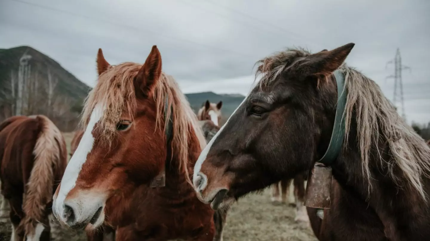 Купи коня: во сколько обойдётся хорошая лошадь в Казахстане