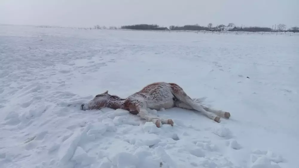 Лошади бродяжничают в поисках еды в одной из областей Казахстана