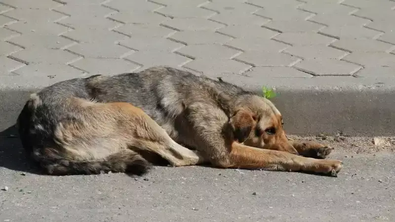 В Актау сняли на видео сожжение трупов собак