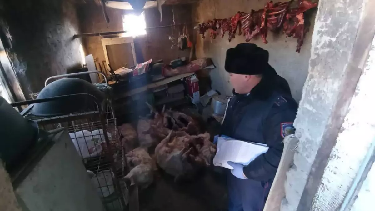 10 туш сайги изъяли у жителя Кызылординской области