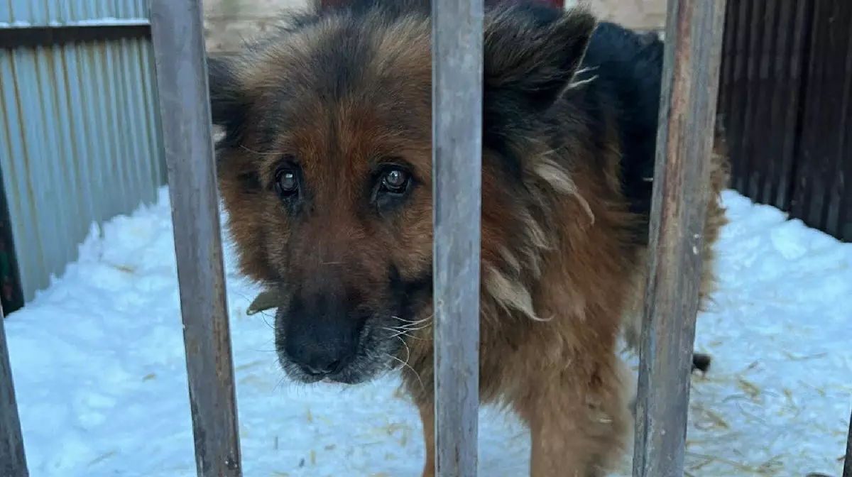 Пёс-пограничник обнаружен в приюте для животных в Усть-Каменогорске
