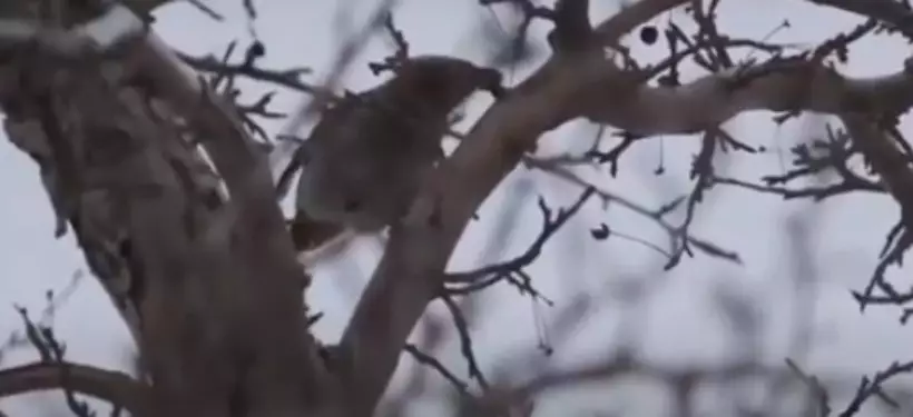 Сибирских попугаев заметили в лесу Павлодарской области