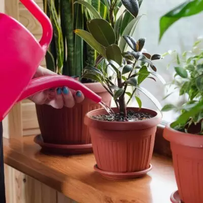 Важные правила полива комнатных растений: их стоит знать