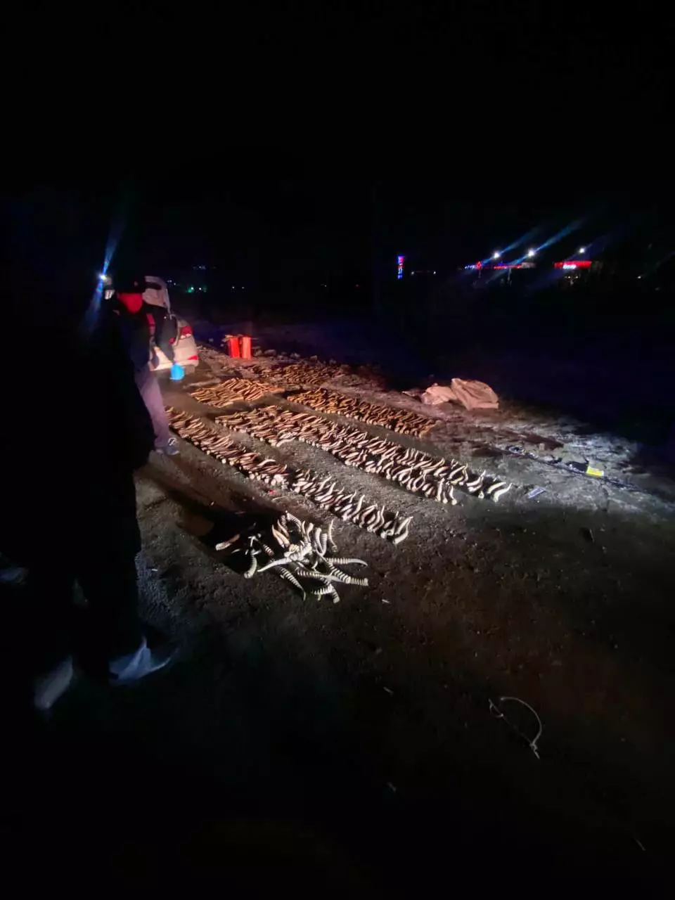 Почти 600 штук рогов сайги обнаружили полицейские в машине в Уральске