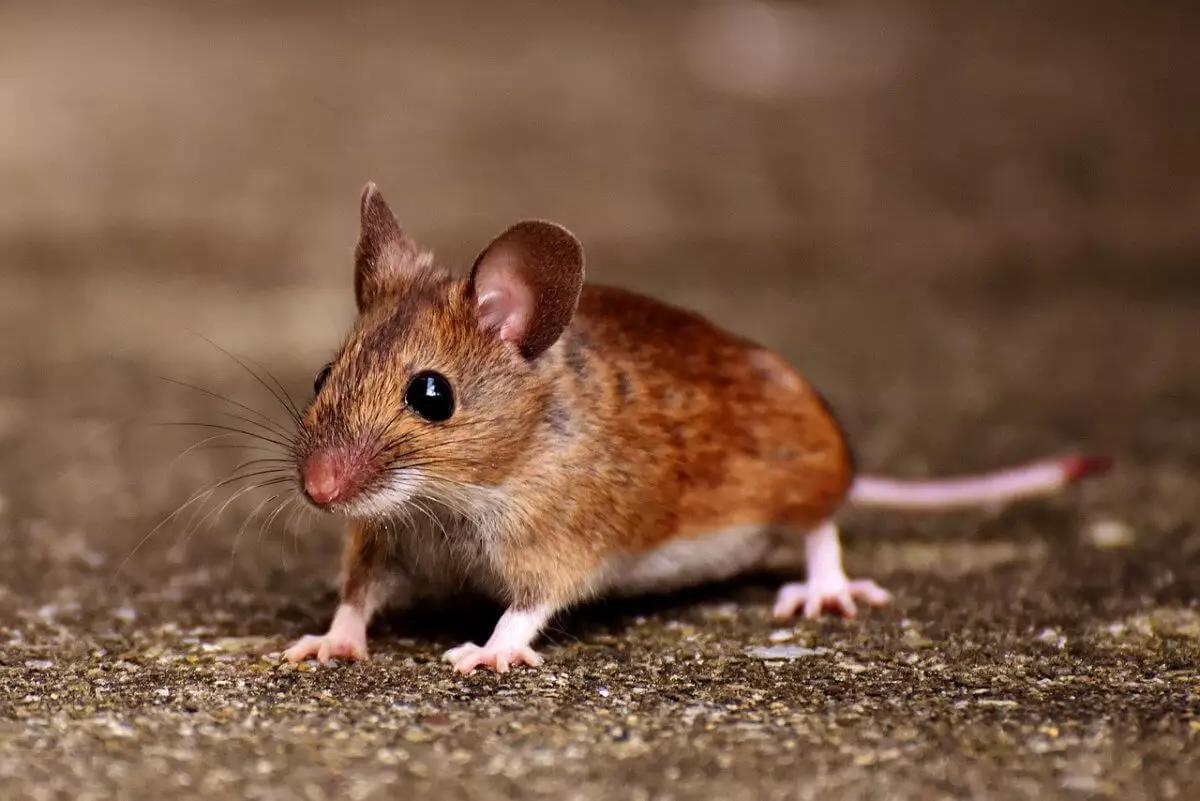 Мышь на прилавке с самсой сняли на видео в Семее