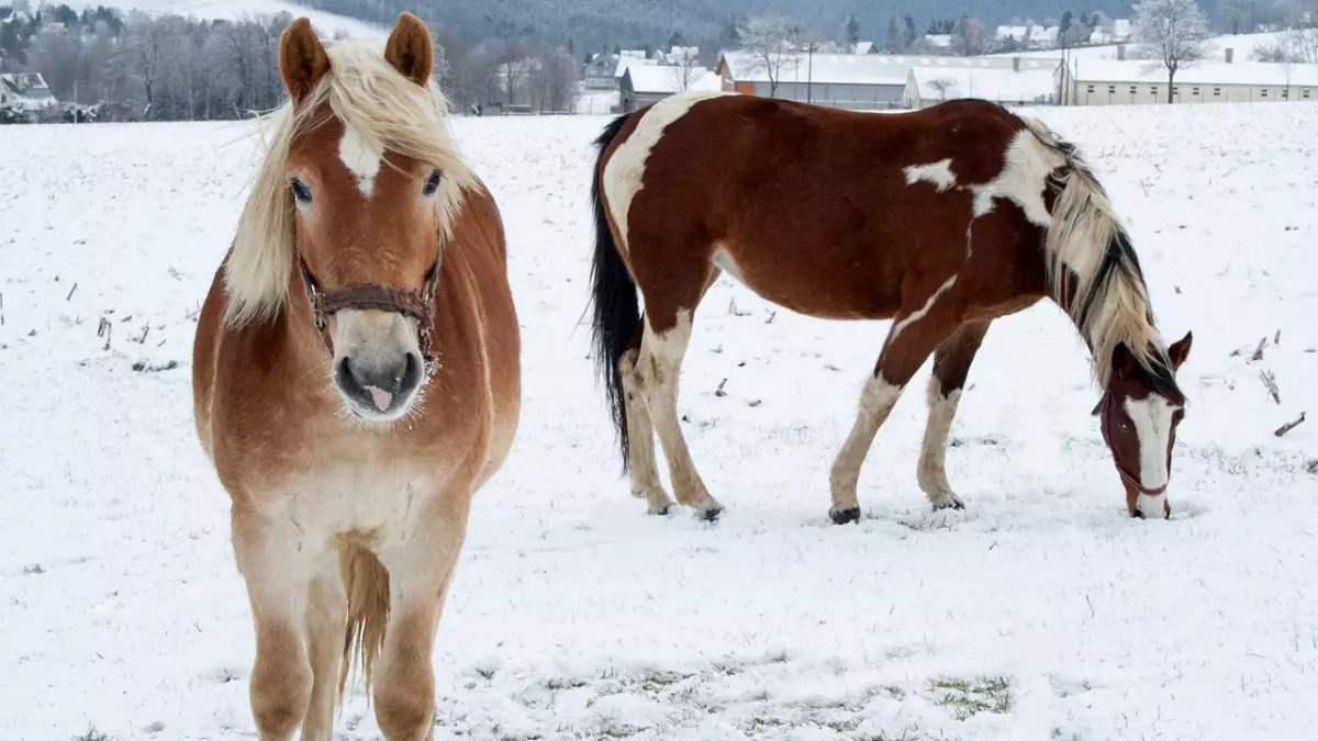 Более 100 лошадей погибли в Акмолинской области из-за обледенения пастбищ