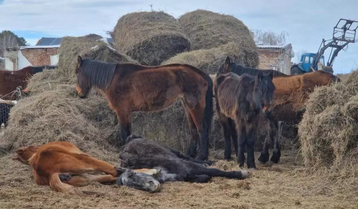 Падеж лошадей в Акмолинской области: подробности сообщили в МСХ