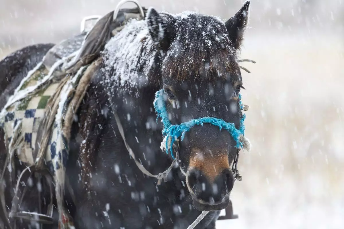 Почти 70 лошадей погибло в Улытауской области
