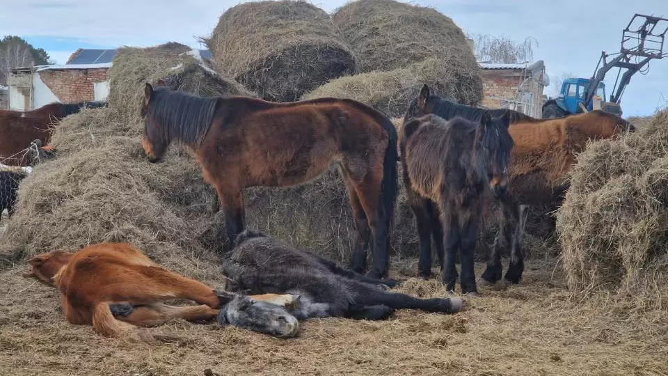 Названа причина массового падежа лошадей в Акмолинской области