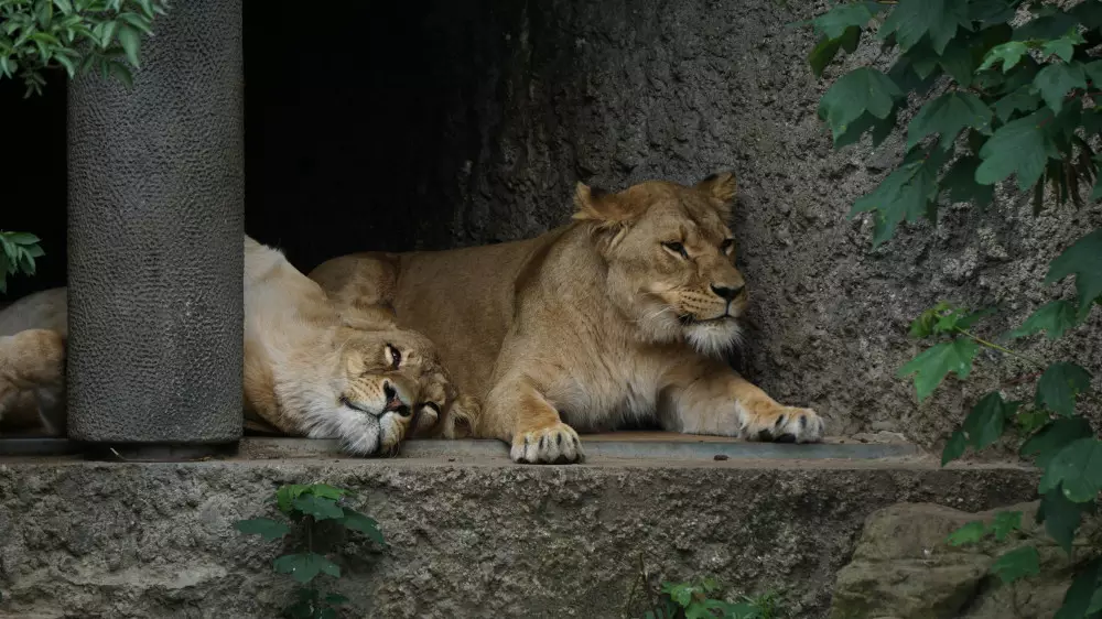 Выбор имени для львов в зоопарке закончился иском в суд и угрозами протестов