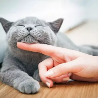 Как правильно играть с котом: советы от ветеринара