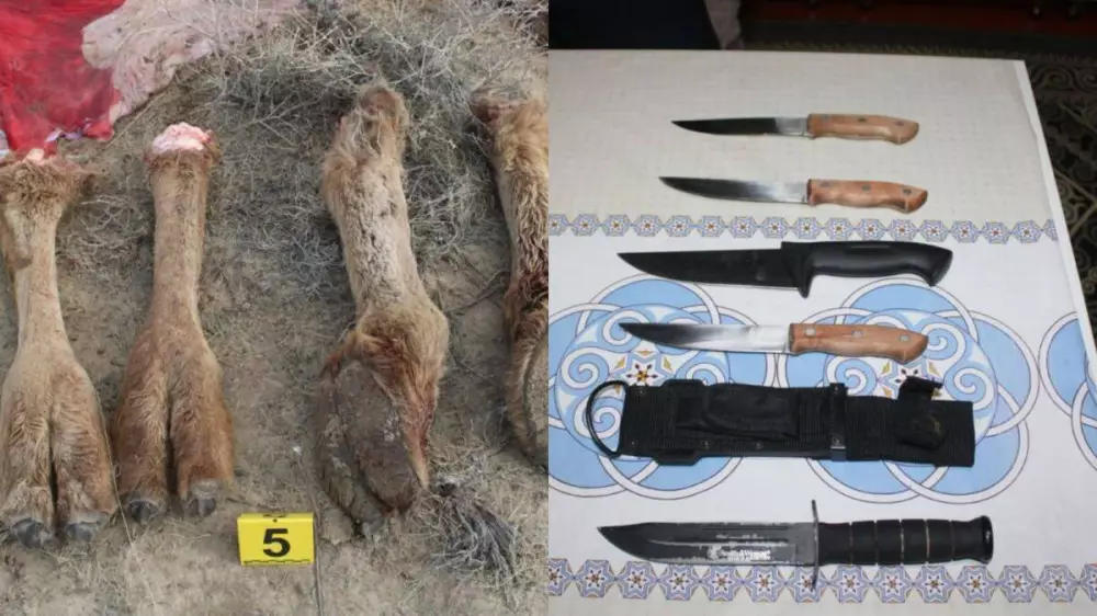 Отстреливали верблюдов: арестованы члены преступной группы в Кызылорде