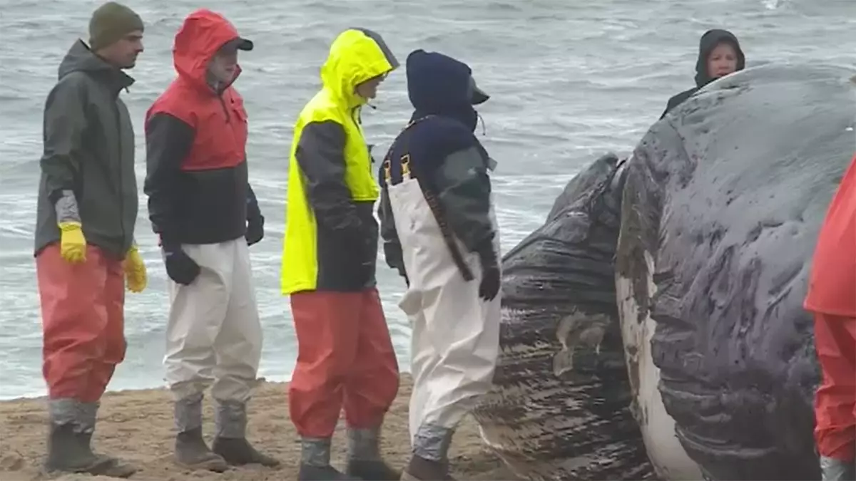Два кита вымылись в Вирджиния-Бич с разницей в несколько дней: отчет