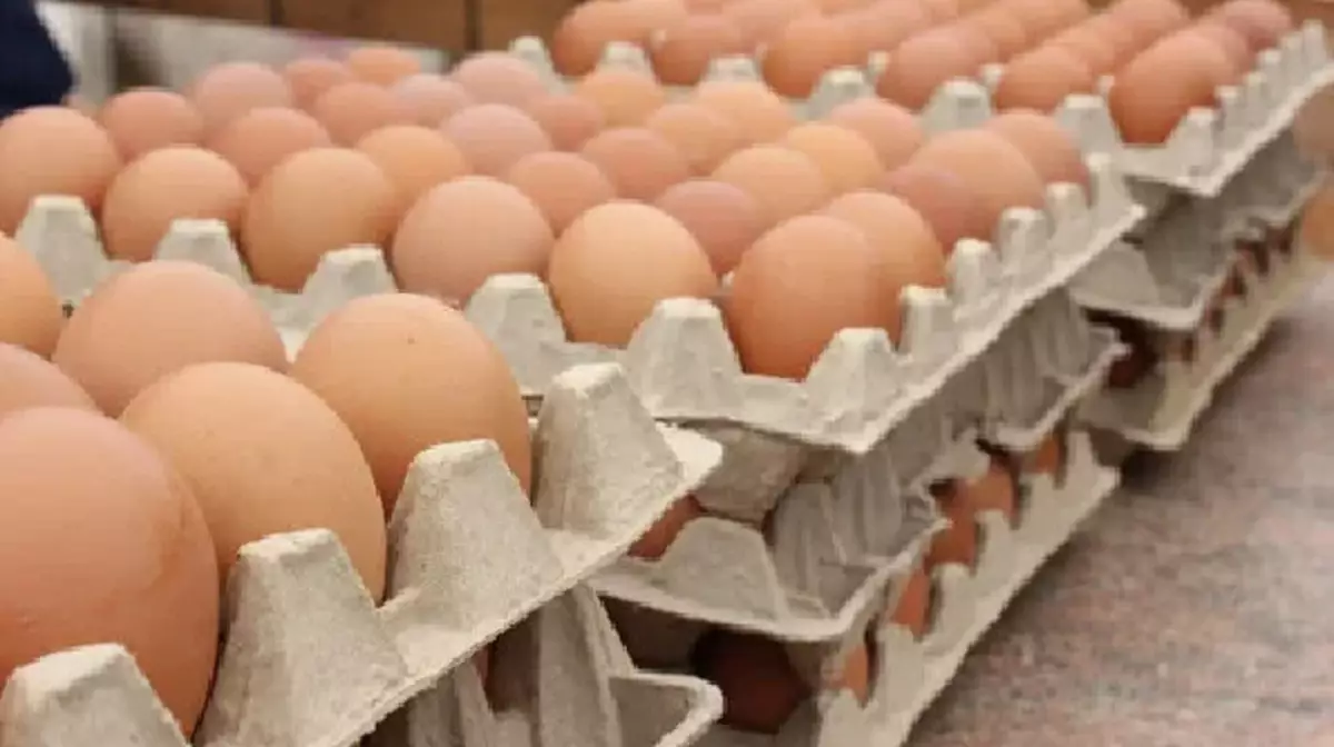 "Без ущерба внутреннему рынку" - Казахстан экспортировал в РФ 600 тыс. куриных яиц
