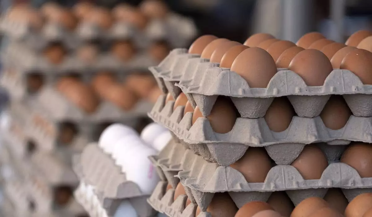 Казахстан планирует ежемесячно поставлять в Россию по миллиону куриных яиц