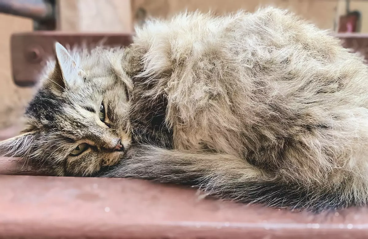 Заплатит штраф: жительница Павлодара облила бездомную кошку уксусом