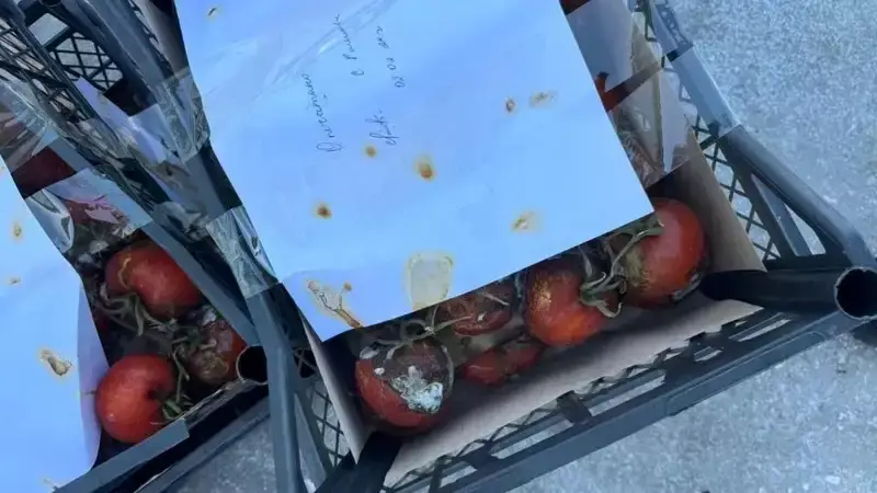 Тонну российских томатов уничтожили в Уральске