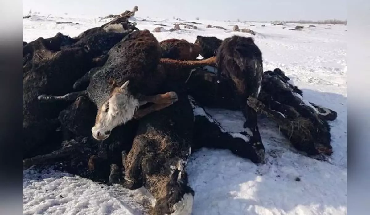 Скот гибнет от неизвестной болезни в Актюбинской области