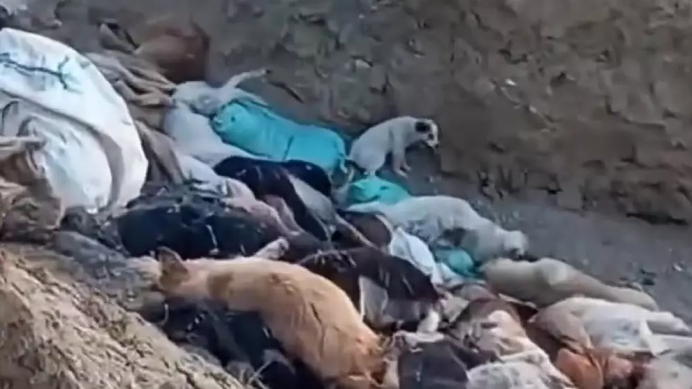 Мертвые и живые в яме: собачий могильник сняли на видео в Мангистау