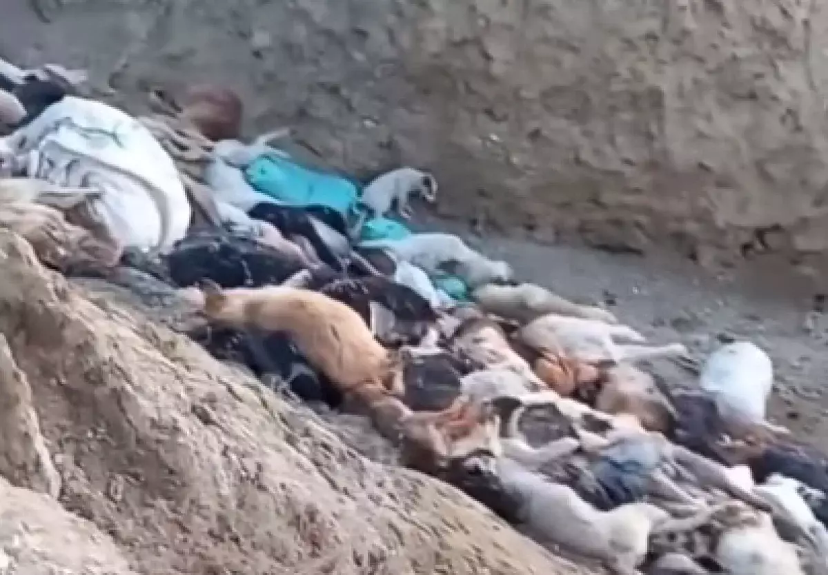 Могильник с мертвыми и живыми собаками обнаружили в Мангистау
