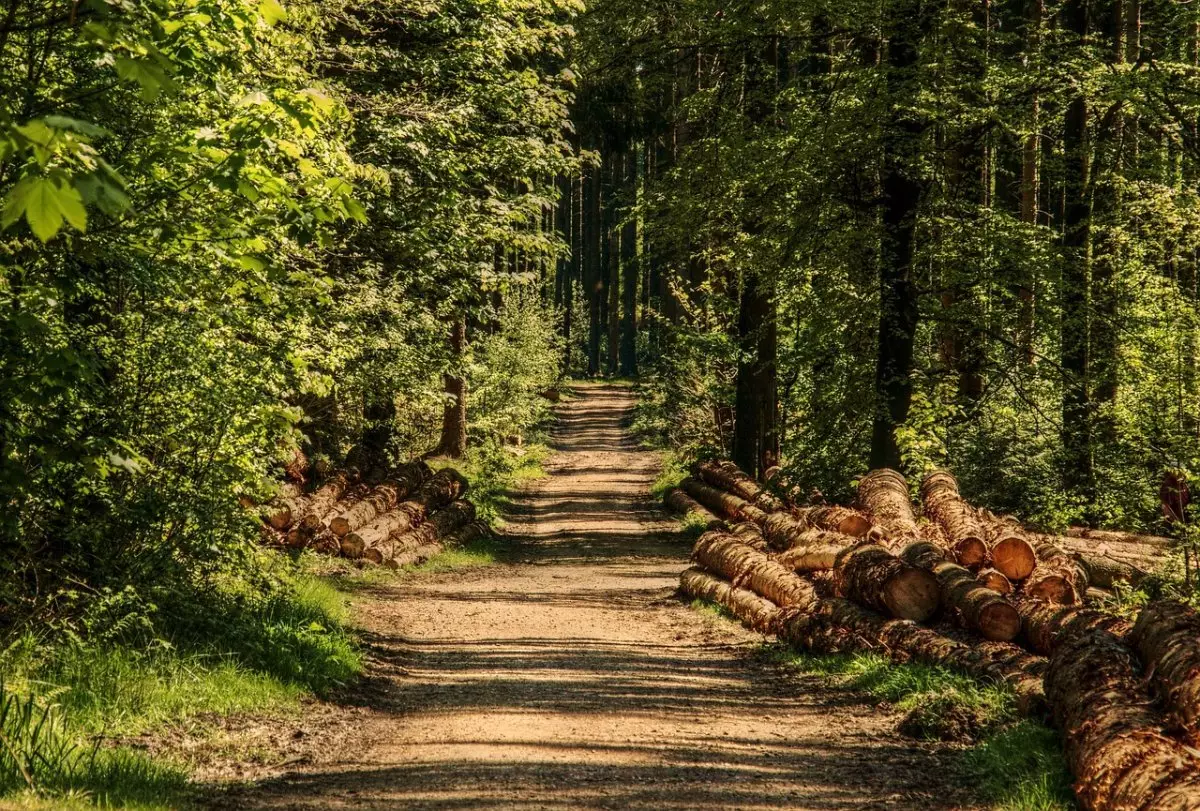 420 гектаров леса хотели незаконно вырубить в Акмолинской области
