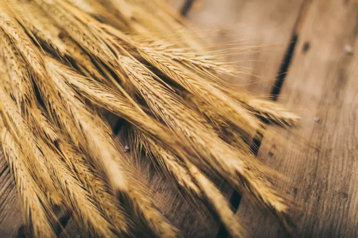 Казахстанская неклассная пшеница становится все более востребованной в Китае