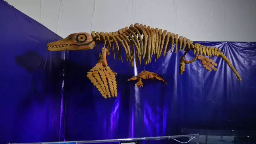 Ақтауда алғаш рет ихтиозавр қаңқасы музейге қойылды