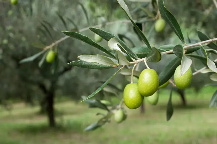 Ученые доказали эффективность экстракта листьев оливы против диабета