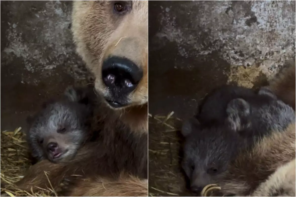 Новорожденных медвежат показал алматинский зоопарк (ВИДЕО)