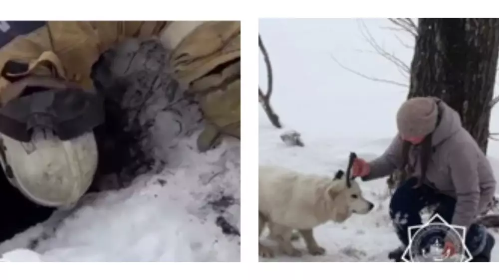 Собаку, провалившуюся в яму, вытащили спасатели в Риддере