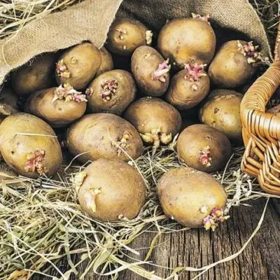 Как подготовить к посадке семенной картофель: полезные советы