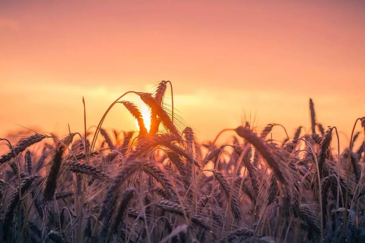 Запрет на ввоз пшеницы всеми видами транспорта введет Казахстан