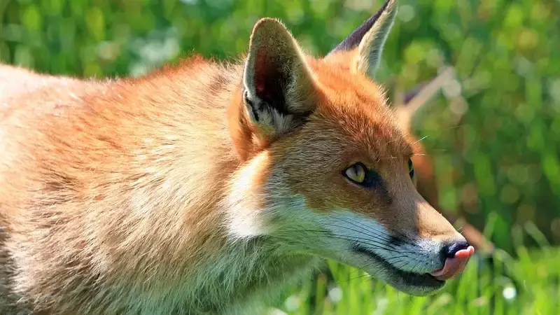 Сотрудники Центра дикой природы в Вирджинии носят маски лисы, ухаживая за осиротевшим лисенком