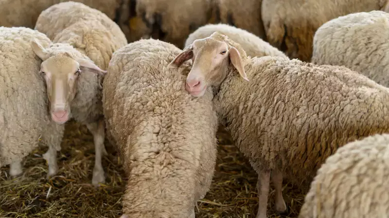 Американский фермер пытался вывести гигантский гибридный вид овец