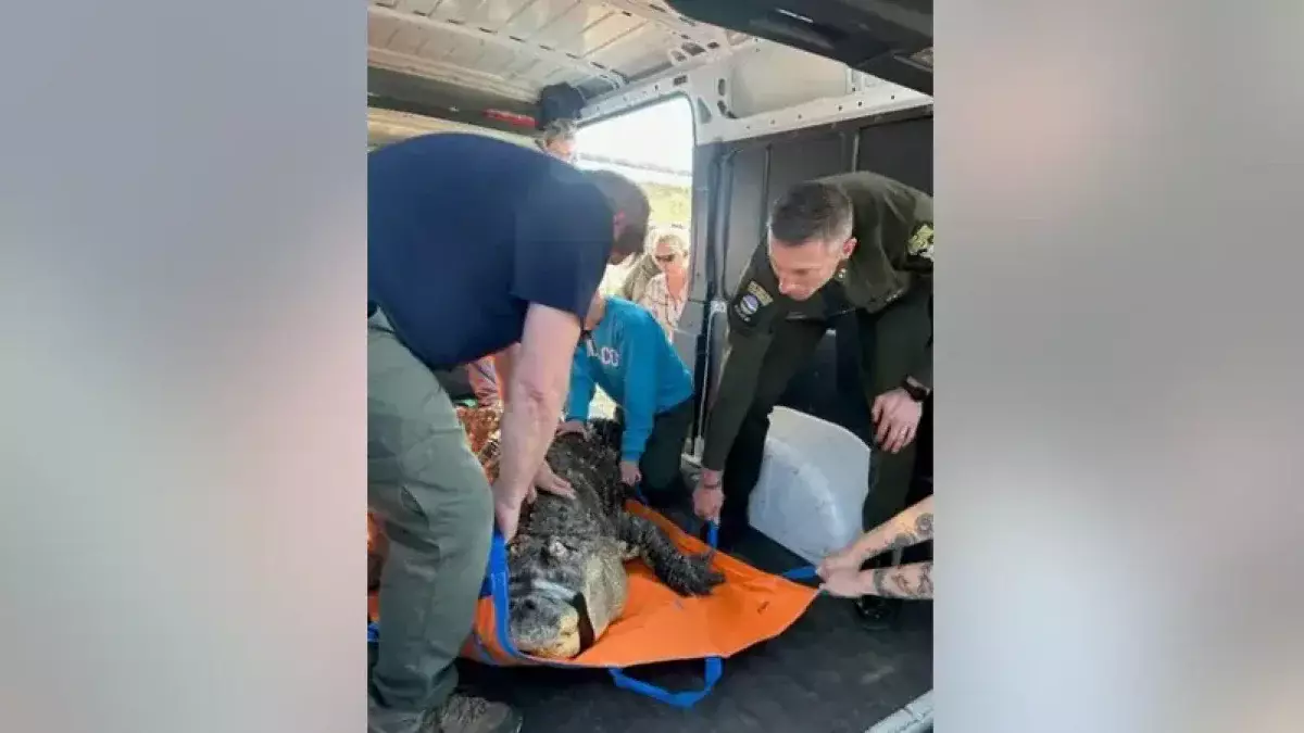 Огромного аллигатора отобрали власти у жителя Нью-Йорка