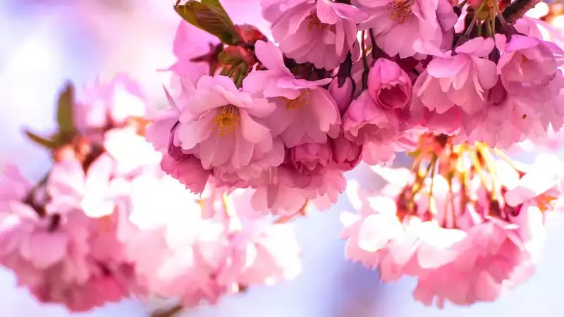В Японии опубликовали прогноз цветения сакуры