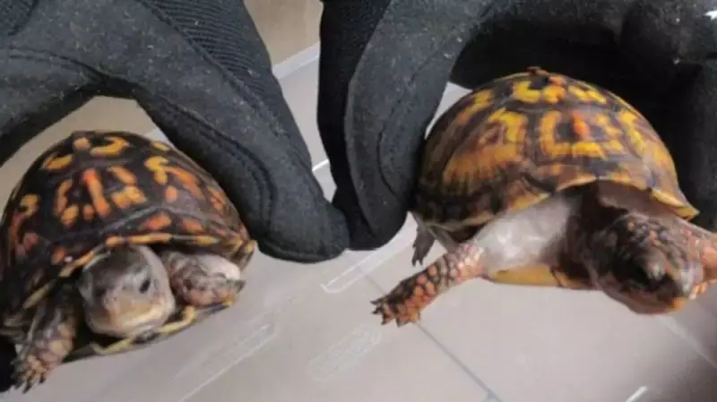 В Калифорнии задержали мужчину за посылку с черепахами, которые были упакованы в носки